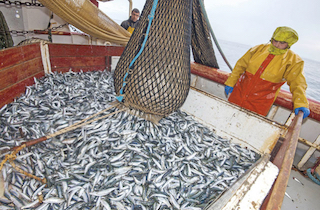 Pêche des sardines